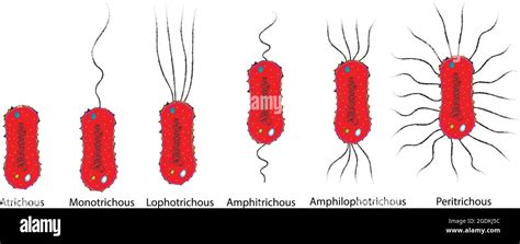 Monotrichous flagella hi-res stock photography and images - Alamy