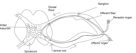 Reflex Arc Diagram Labelled