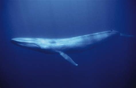 Blue Whale Underwater