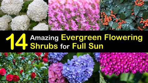 luluskin: Full Sun Flowering Evergreen Trees - 19 Dwarf Ornamental Trees To Grow Ornamental ...