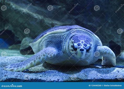 A Turtle is Sleeping Underwater Stock Photo - Image of environment, book: 124440260