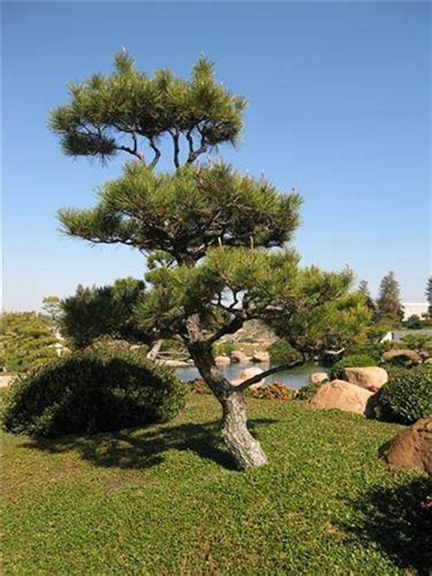 Landscaping And Outdoor Building , Great Small Trees For Landscaping : Japanese Black Pine Small ...