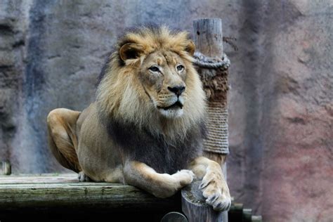 Sacramento Zoo: 5 Great Areas to Explore - ConnollyCove