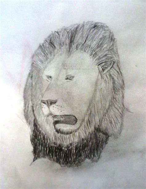 Lion Roaring Drawing