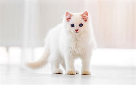 White Ragdoll Cat: Pictures, Facts, Origin & History | Hepper