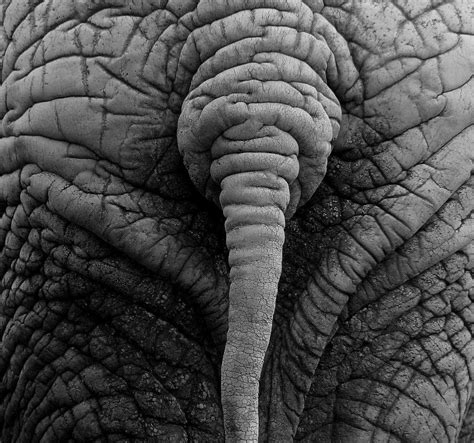 Elephant Skin Wallpaper - WallpaperSafari