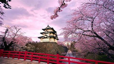 CHERRY BLOSSOMS GUIDE IN EXPLORING JAPAN THIS 2017