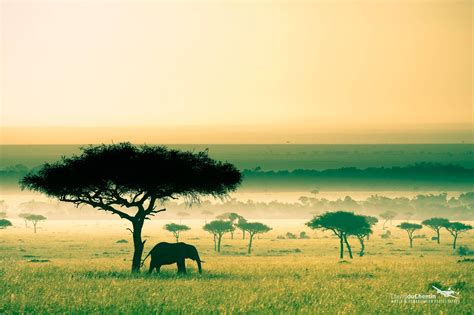 Africa, Kenya, Savannah, Elephant HD Wallpapers / Desktop and Mobile Images & Photos