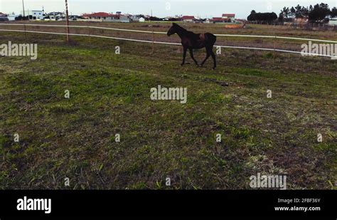 Lusitanian horse Stock Videos & Footage - HD and 4K Video Clips - Alamy