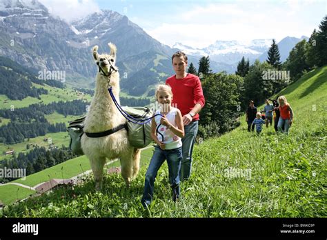 llama trekking llama lama trekking children team family Outside walking hiking animals animal ...