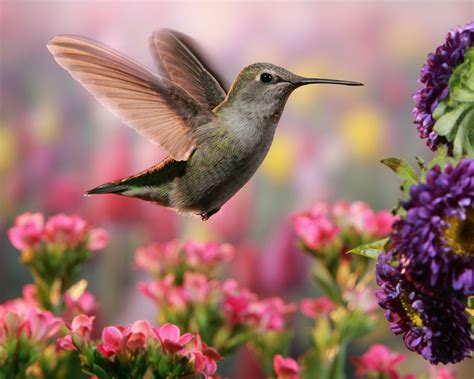 Hummingbird in colorful garden - Hummingbird hovering among beautiful flowers. | Hummingbird ...