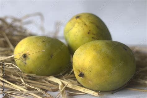 Moovandan Mango, a common mango of Kerala. A tropical fruit cultivated in many regions of India ...