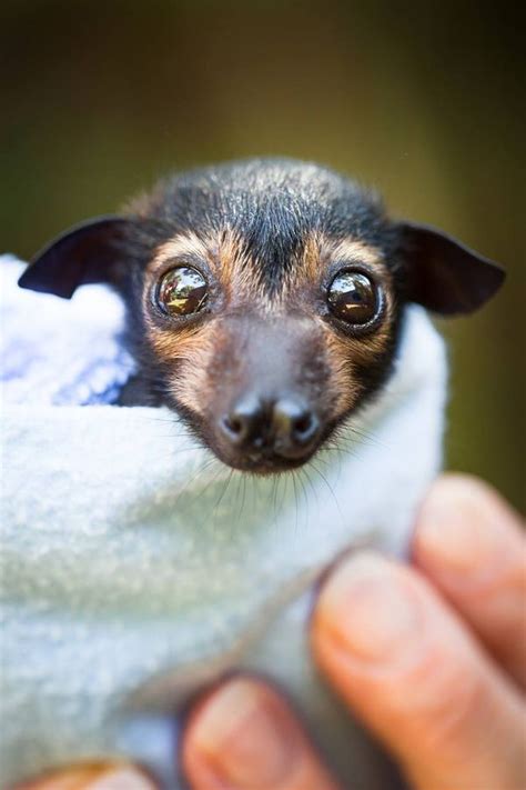 Spectacled Flying-Fox Orphans Receive Special Care - ZooBorns