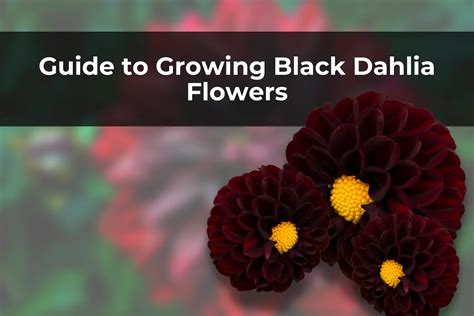 Guide to Growing Black Dahlia Flowers – Real Men Sow