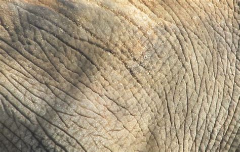 Elephant Skin Close Up Free Stock Photo - Public Domain Pictures