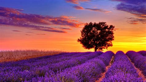 🔥 [40+] Lavender Fields Wallpapers | WallpaperSafari