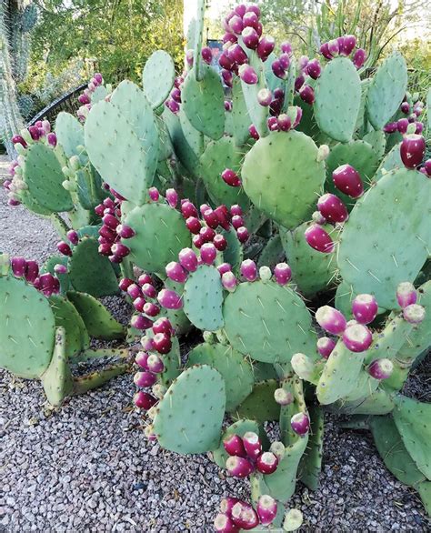 Harvesting the Fruit of the Prickly Pear | O'Odham Action News