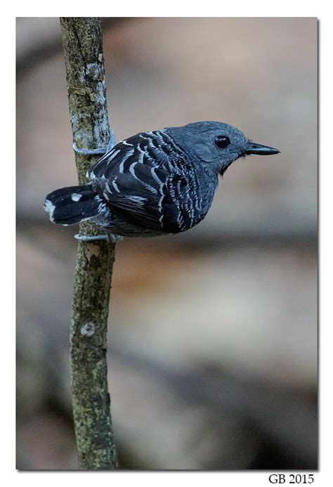 XINGU SCALE-BACKED ANTBIRD