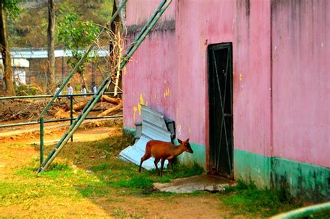 Assam State Zoo (Guwahati) - 2020 All You Need to Know BEFORE You Go (with Photos) - Tripadvisor