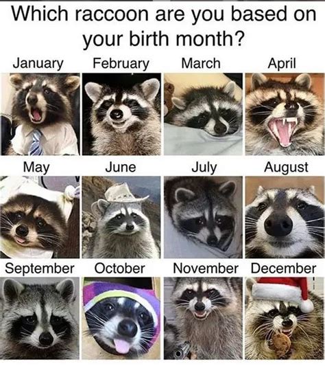 14 Funny Raccoon Memes That Will Make Your Day! - PetPress in 2022 | Raccoon funny, Funny animal ...