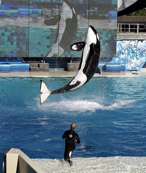 SeaWorld reviewing killer whale attack | News, Sports, Jobs - Lawrence ...