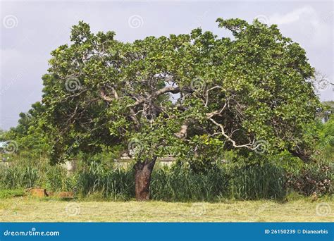 Cashew Tree. Stock Photo | CartoonDealer.com #116753112