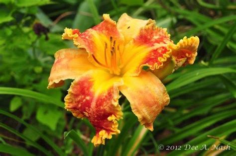 Care and feeding of daylilies | Daylily garden, Day lilies, Daylilies