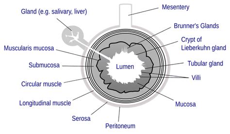 Lumen (anatomy) - Wikiwand