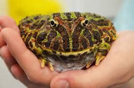 Pacman Frog Care Pacman Frog Care Sheet Horned Frog Care Horned Frog ...