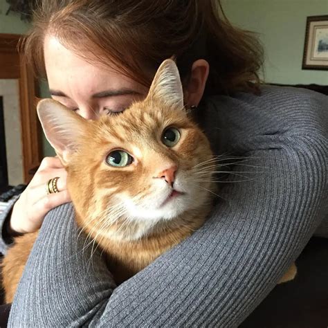 The Pawsome Power of Cat Cuddling - The Purrington Post