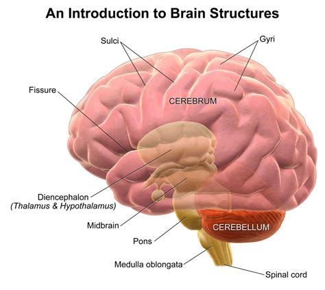 Labelled Diagram Of Human Brain