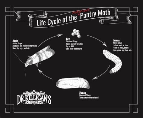 Pantry Moth Life Cycle