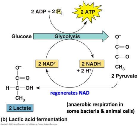 Lactic-Acid-Fermentation | SchoolWorkHelper