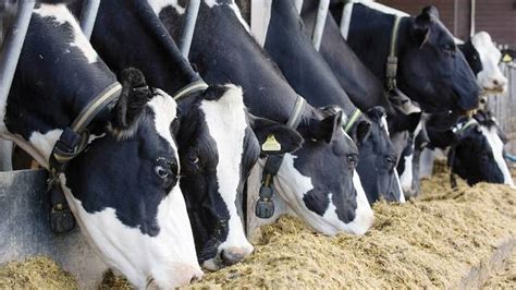 Livestock management and digital animal health - The Agrotech Daily