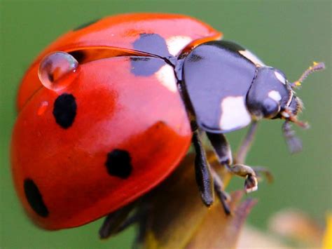 Fascinating Bug Facts | HGTV