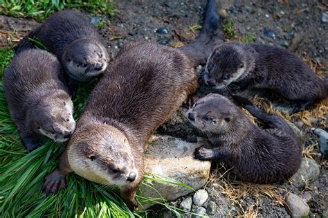 River Otter Pups Take Their Swim Lessons Outside