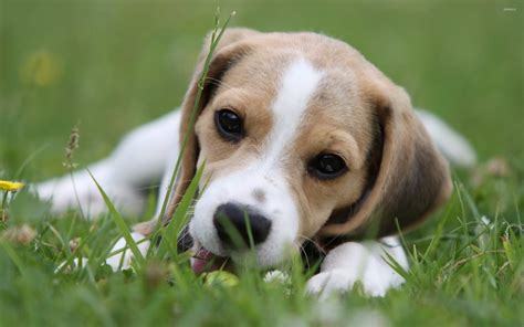 Beagle puppy [2] wallpaper - Animal wallpapers - #21619