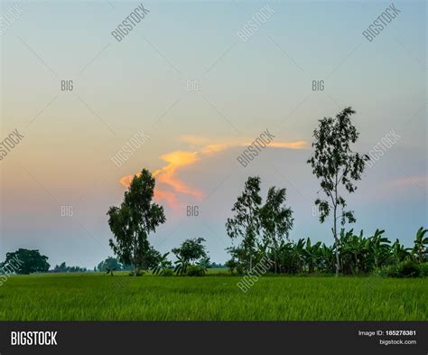 Rice Fields Sunset Image & Photo (Free Trial) | Bigstock