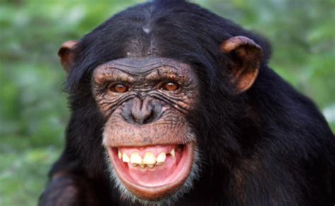 Chimp smile | Pilgrimage