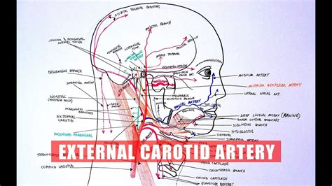 Branches Of Carotid Artery