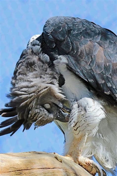 Harpy Eagle stock photo. Image of endangered, danger - 96283176