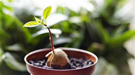 How to Grow an Avocado From a Seed | Gardening Ideas