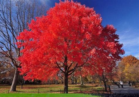 Autumn Blaze Maple Denver / Autumn Blaze Maple Leaves Turning Yellow Ask An Expert / Autumn ...