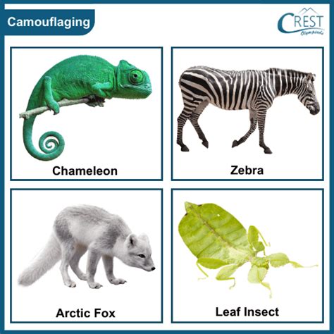 Adaptation in Animals Based on Their Eating Habits Class 4 Notes | Science Olympiad