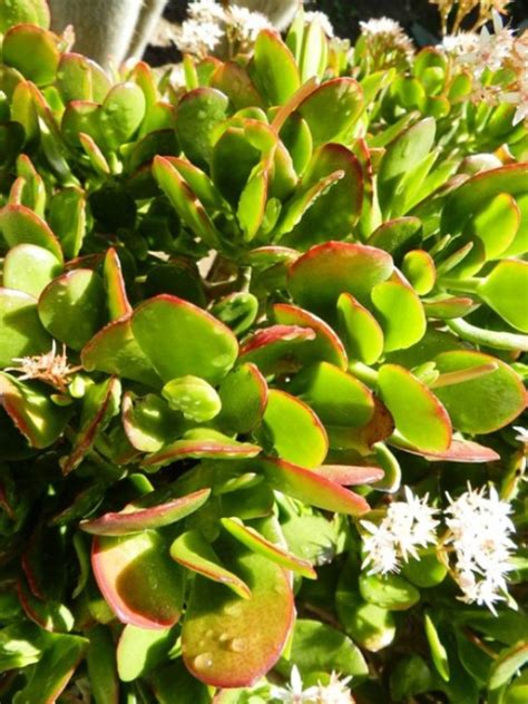 Photos, Tips, and Care of 3 Kinds of Jade Plant | Dengarden