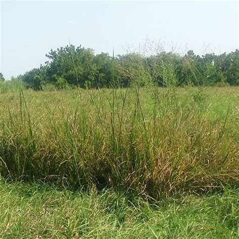 Native Wildflower and Prairie Grass Identification: Learning Our Land ...