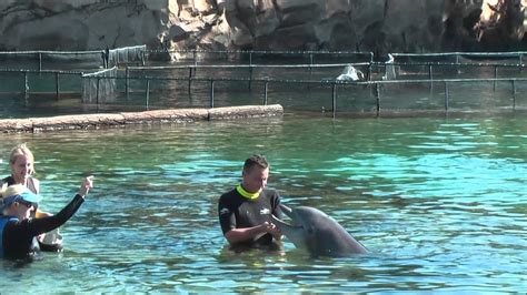 Discovery Cove Dolphin Swim - YouTube