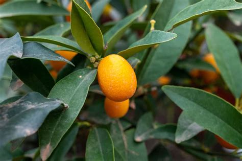 Kumquat Varieties - Minneopa Orchards