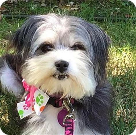 Chicago, IL - Schnauzer (Miniature)/Maltese Mix. Meet Winnie a Dog for Adoption.