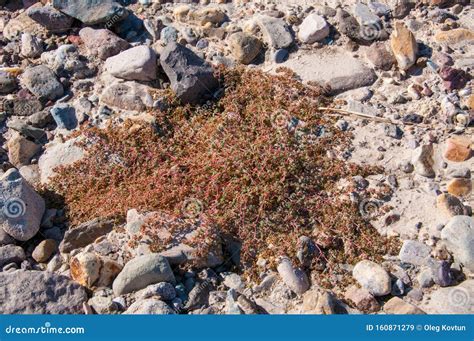 Stone Desert, Flowering Plants Xerophytes, Desert Landscape of a Dried Up River Bed in Texas ...